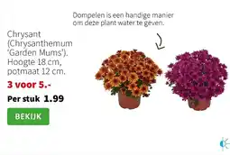 Intratuin Chrysant aanbieding