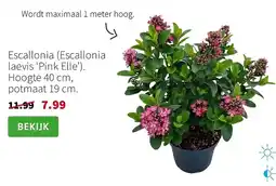 Intratuin Escallonia aanbieding