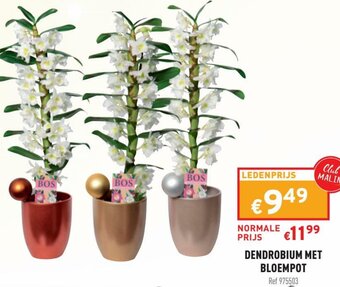 Trafic Dendrobium met Bloempot aanbieding