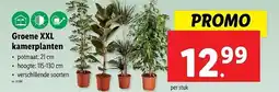 Lidl Groene XXL Kamerplanten aanbieding