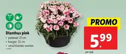 Lidl Dianthus pink aanbieding