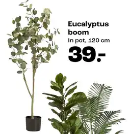 Kwantum Eucalyptus boom aanbieding
