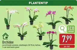 ALDI Orchidee aanbieding
