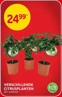 Brico Verschillende citrusplanten aanbieding