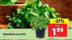Lidl Biobasilicum in Pot XXL aanbieding