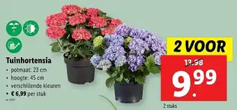 Lidl Tuinhortensia aanbieding