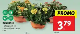 Lidl Kalanchoë aanbieding