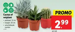 Lidl Cactus of vetplant aanbieding