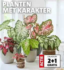 Intratuin Caladium aanbieding