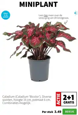 Intratuin Caladium 'Bicolor' aanbieding