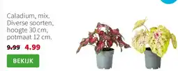 Intratuin Caladium, mix aanbieding