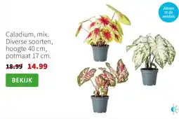 Intratuin Caladium, mix. aanbieding