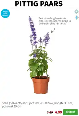 Intratuin Salie aanbieding