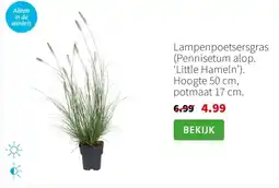 Intratuin Lampenpoetsersgras aanbieding