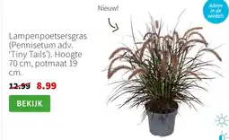 Intratuin Lampenpoetsersgras aanbieding