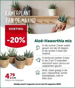 AVEVE Aloë-Haworthia mix aanbieding
