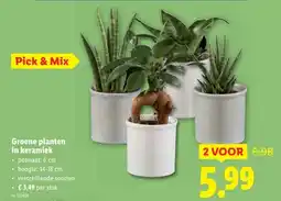 Lidl Groene planten in keramiek aanbieding