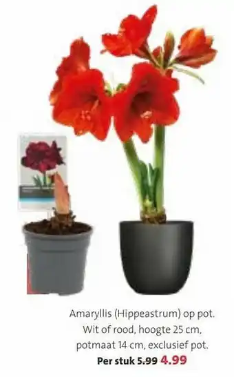 Intratuin Amaryllis hippeastrum op pot aanbieding