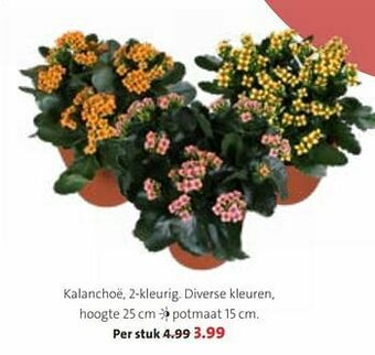 Intratuin Kalanchoë aanbieding