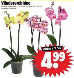 Dirk Vlinderorchidee aanbieding