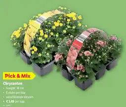 Lidl Chrysanten aanbieding
