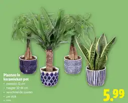 Lidl Planten in keramieken pot aanbieding