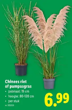 Lidl Chinees riet of pampasgras aanbieding
