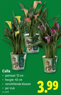 Lidl Calla aanbieding