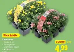 Lidl Chrysanten aanbieding