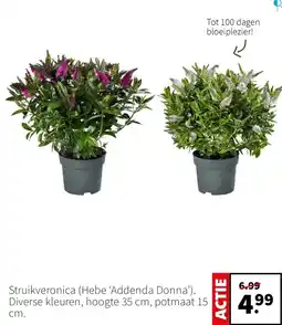 Intratuin Struikveronica (Hebe ‘Addenda Donna') aanbieding