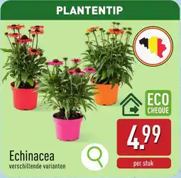ALDI Echinacea aanbieding