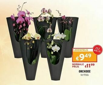 Trafic Orchidee aanbieding