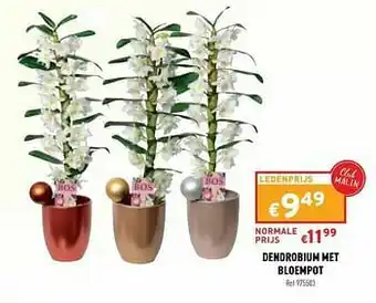Trafic Dendrobium met bloempot aanbieding