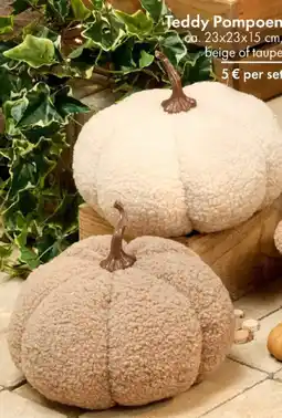 TEDi Teddy Pompoen aanbieding