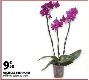 Auchan Orchidee 3 Branches aanbieding