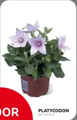 Brico Platycodon aanbieding