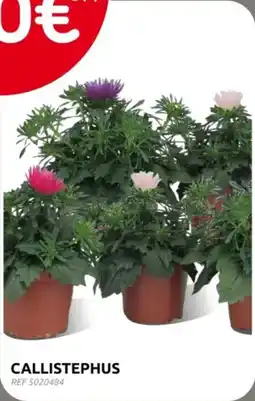 Brico Callistephus aanbieding