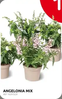Brico Angelonia Mix aanbieding