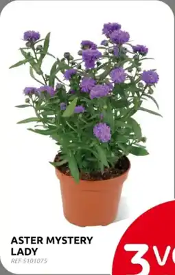 Brico Aster Mystery Lady aanbieding