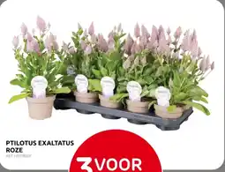 Brico Ptilotus Exaltatus Roze aanbieding