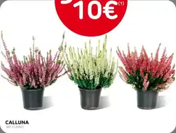 Brico Calluna aanbieding