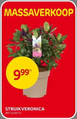 Brico Struikveronica aanbieding
