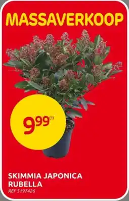 Brico Skimmia Japonica Rubella aanbieding
