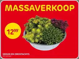 Brico Sedum en Orostachys aanbieding