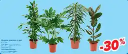Carrefour Groene planten in pot aanbieding