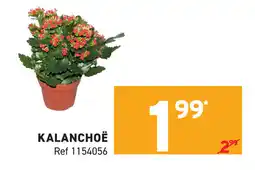 Trafic Kalanchoë aanbieding
