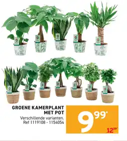 Trafic Groene kamerplant met pot aanbieding