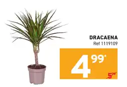 Trafic Dracaena aanbieding