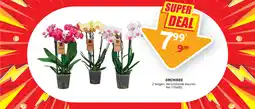 Trafic Orchidee aanbieding