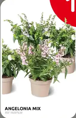 BricoPlanit Angelonia mix aanbieding